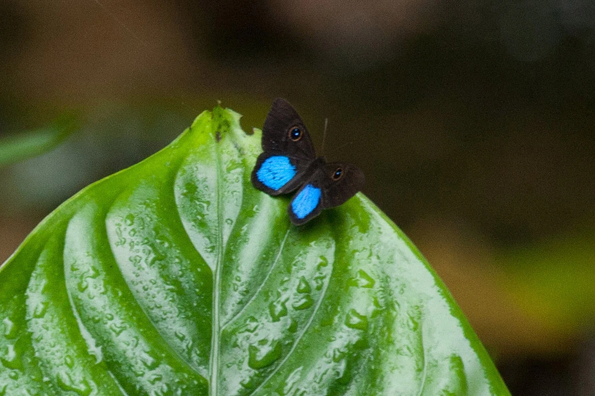 Blue-patched Eyed-Metalmark (Mesosemia coelestis), Panama