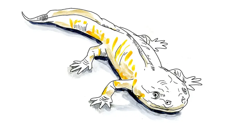 Ink and watercolor sketch of an eastern hellbender