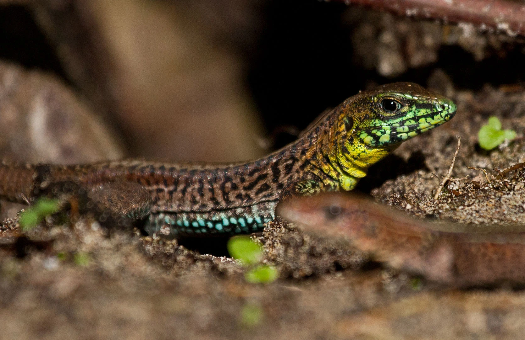 A brilliantly patterned lizard in Bocas del Toro, showing emerald scales and speckled markings as it hides among leaf litter.