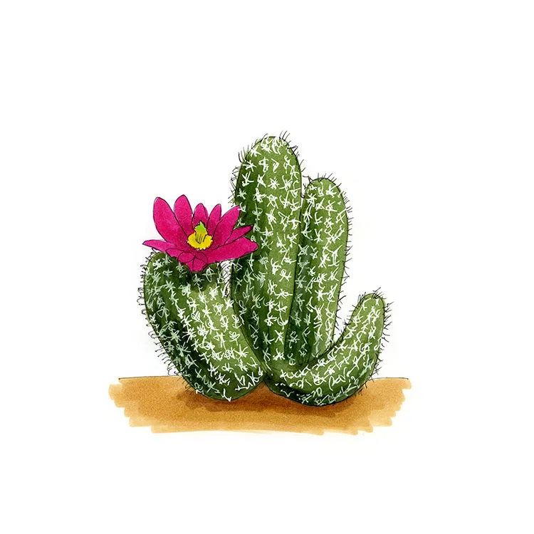 Watercolor illustration of a Bonker hedgehog cactus (Echinocereus bonkerae), a few ribbed stems with a magenta flower.