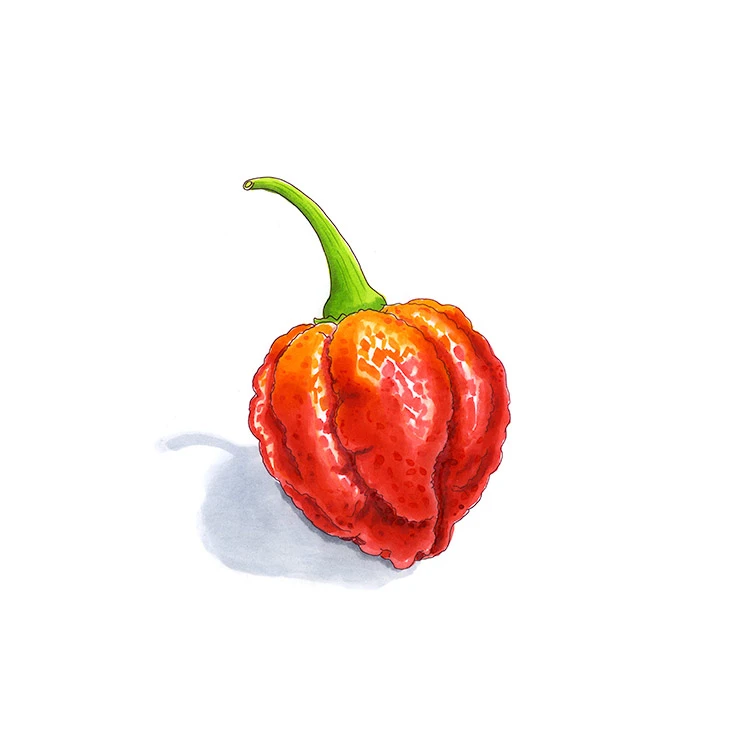 Brain Strain pepper illustrated in watercolor and ink on a white background