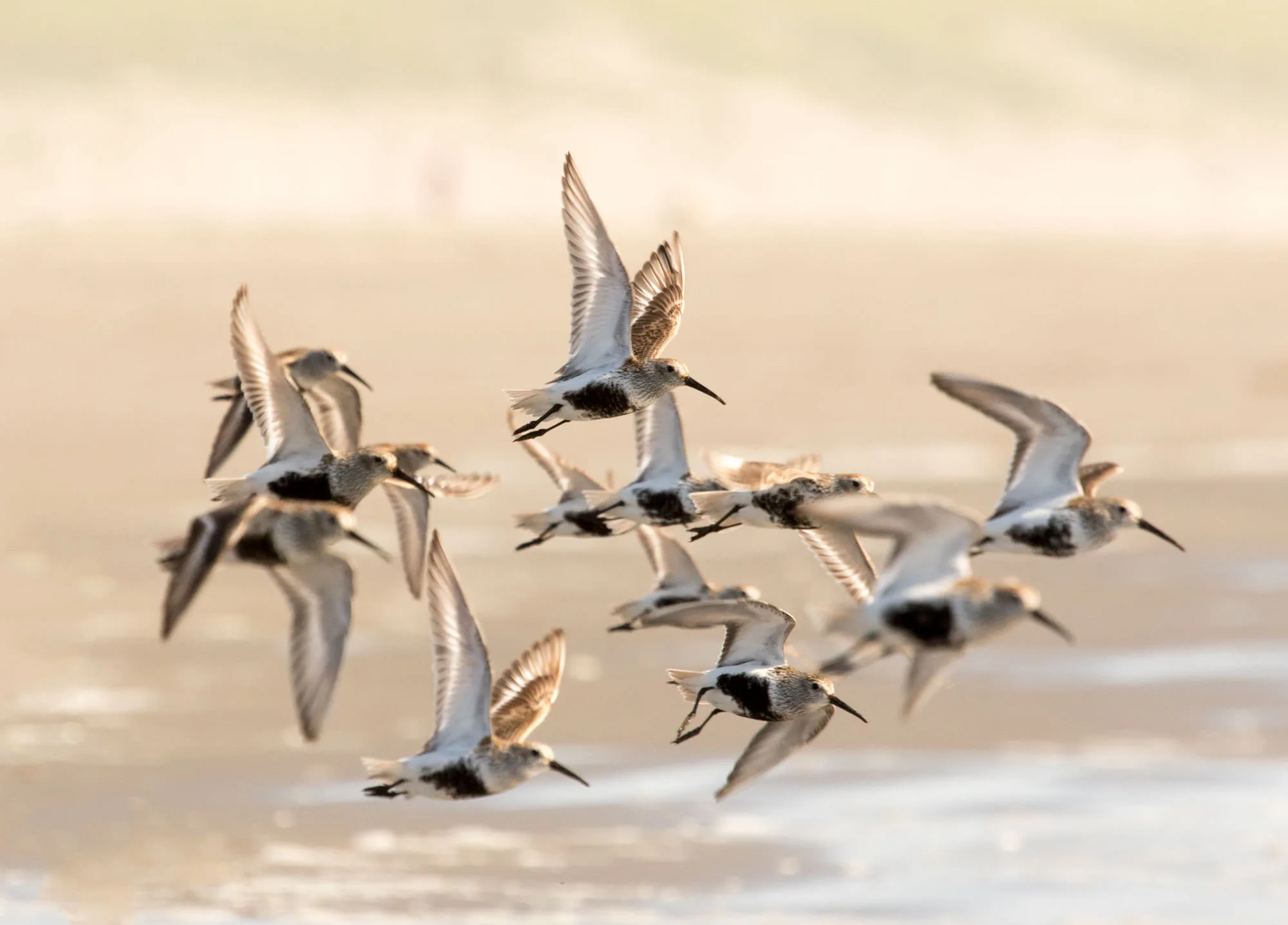A flock of dunlins in breeding plumage flying low over the Oregon Coast, wings raised.