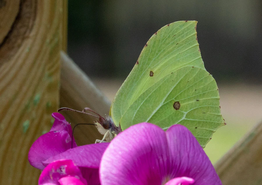 Brimstone (Gonepteryx rhamni), Tengstedt, Schleswig-Holstein, Germany