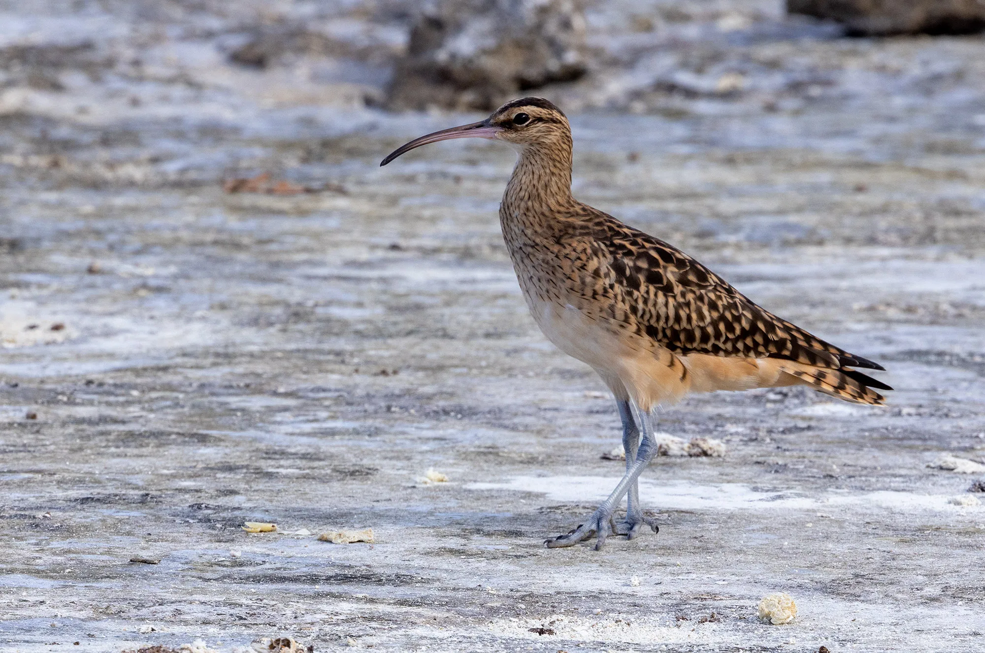 A bristle-thighed curlew (Numenius tahitiensis) standing on the coral flats of Tikehau after its migration from Alaska.