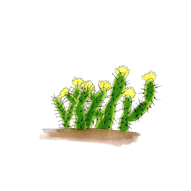 Watercolor illustration of a brittle pricklypear (Opuntia fragilis), a low cluster of small jointed pads with yellow flowers.