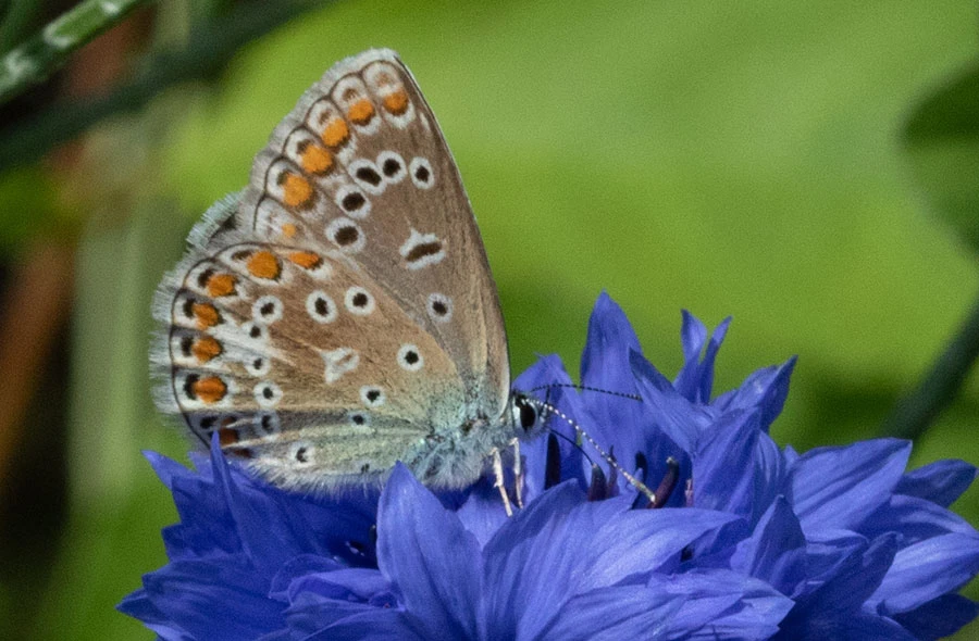 Brown Argus (Aricia agestis), Tengstedt, Schleswig-Holstein, Germany