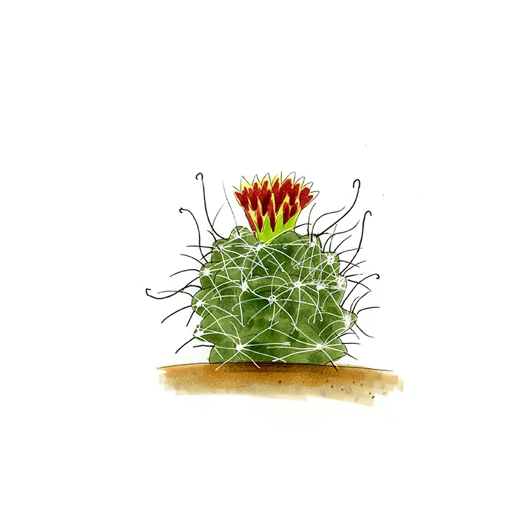Watercolor illustration of a brown-flowered hedgehog cactus (Sclerocactus uncinatus), a squat cactus with hooked spines and a maroon flower.