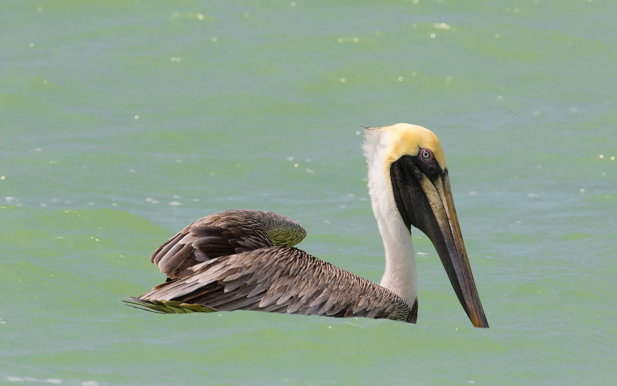 A brown pelican floating on the green water of the Sea of Cortez in Baja California Sur.