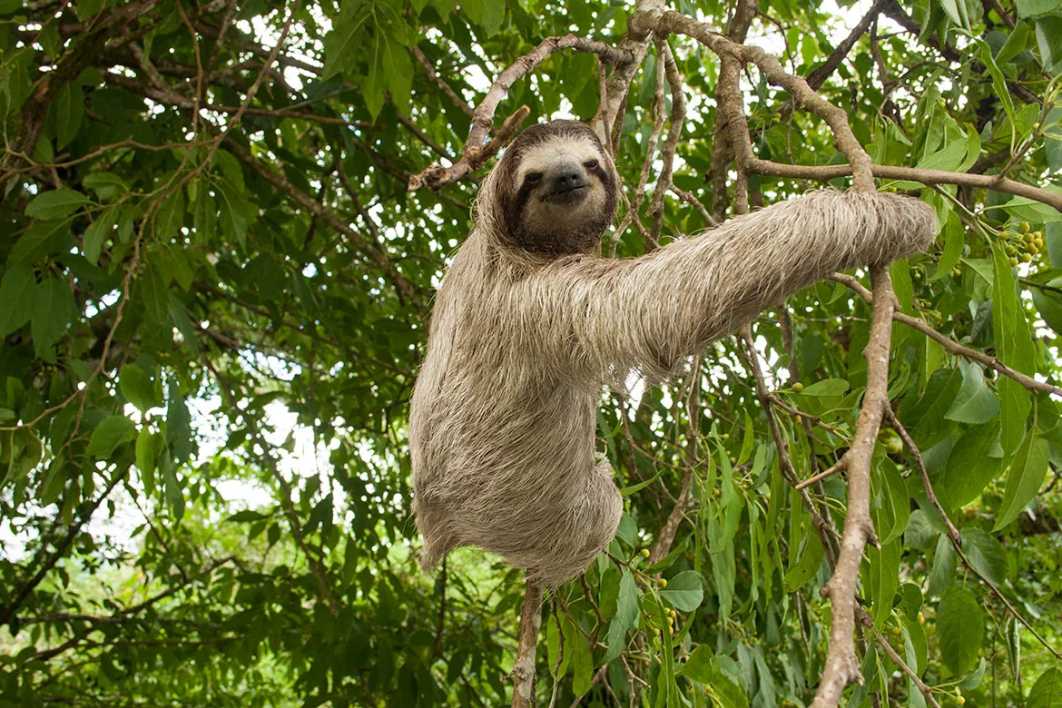 A brown-throated sloth (Bradypus variegatus) hanging from a leafy branch and looking toward the camera.