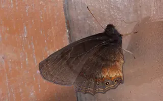 A brown butterfly from the Andes resting on a wooden wall