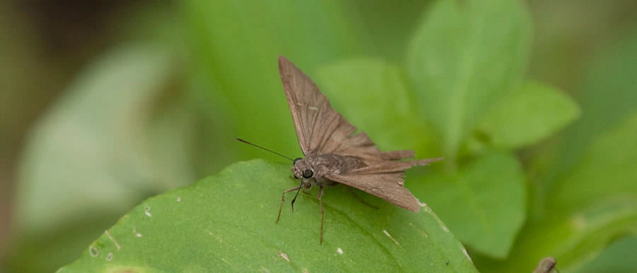 Unidentified Skipper Butterfly, Panama