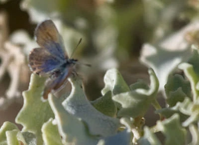 Western Pygmy Blue (Brephidium exilis), California