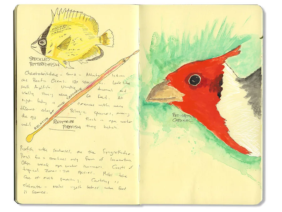 Sketch journal spread with a speckled butterflyfish, a redstripe pipefish, and a red-crested cardinal
