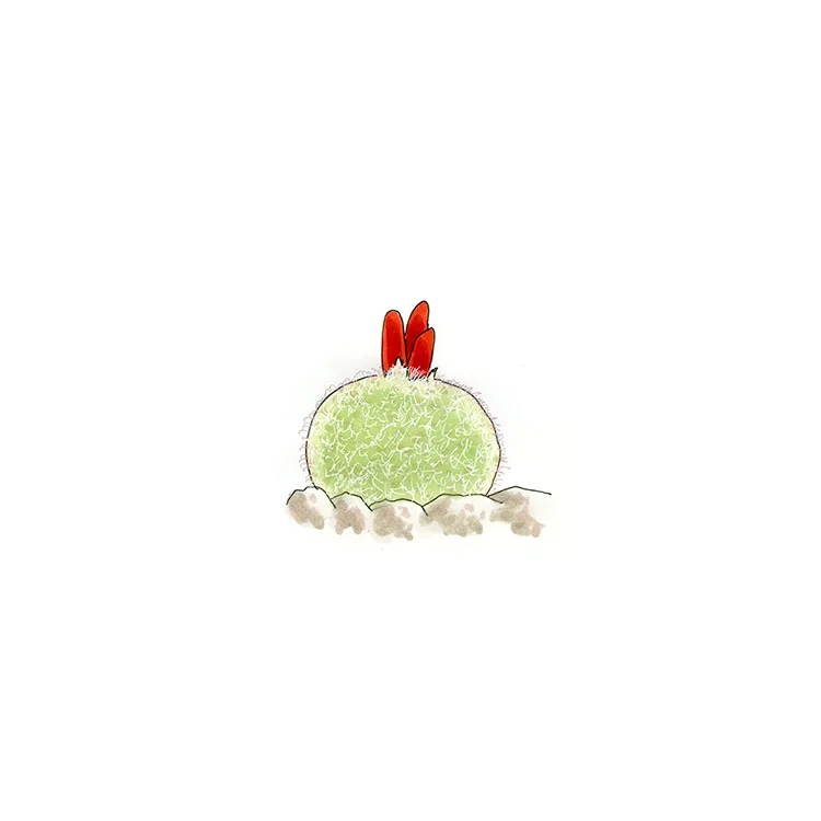 Watercolor illustration of a button cactus (Epithelantha micromeris), a tiny white-spined ball with red fruit on top.