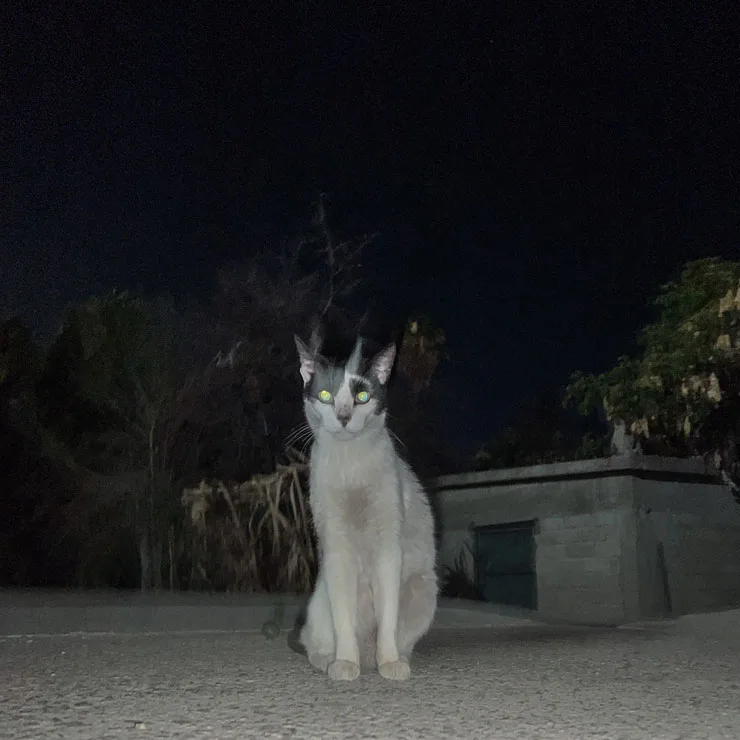 Shy alley cat photographed in a dark alley in San Jose del Cabo, Baja California Sur, Mexico.