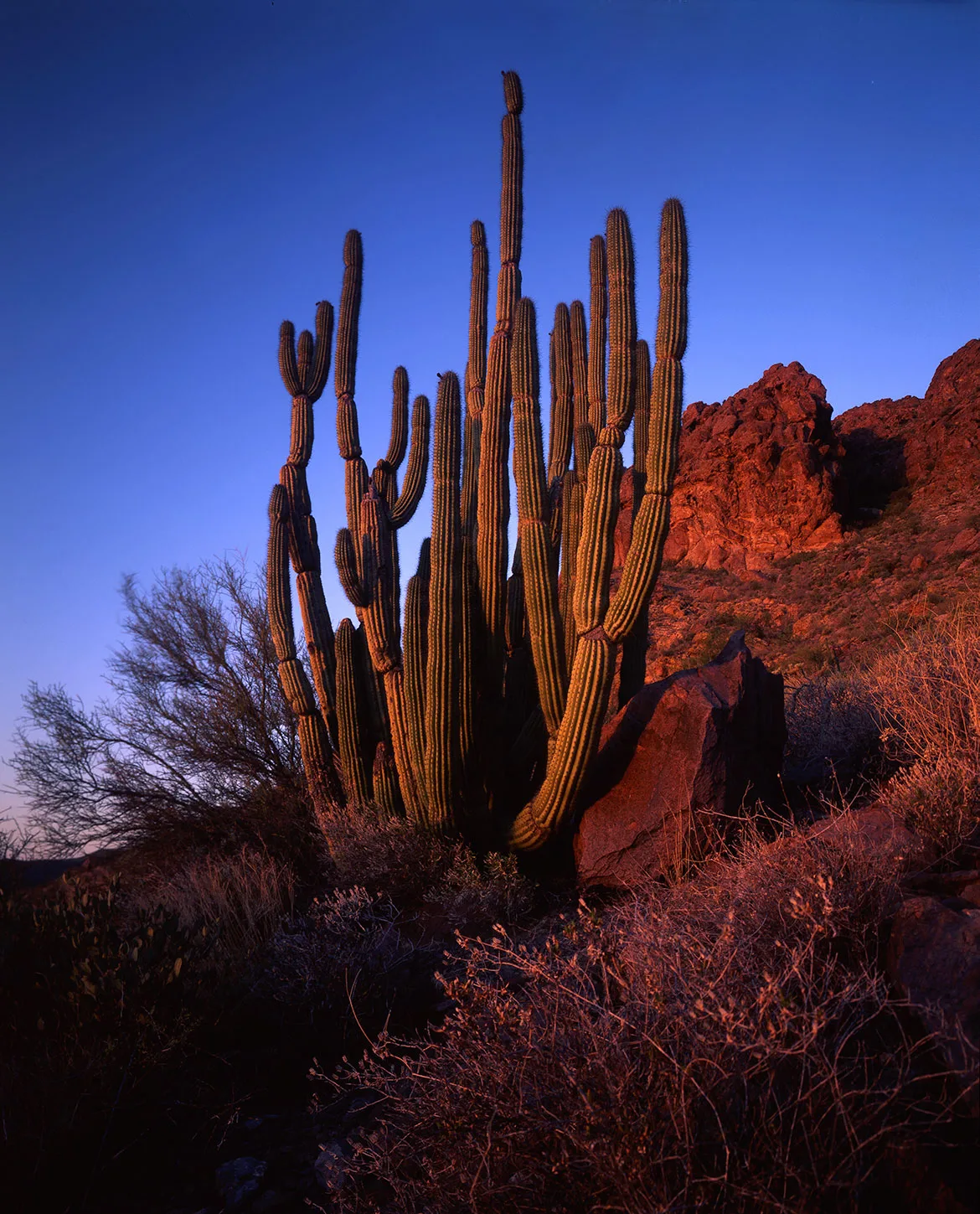 An organ pipe cactus at last light in southern Arizona, its many arms rising beside red volcanic rock under a deep blue sky.