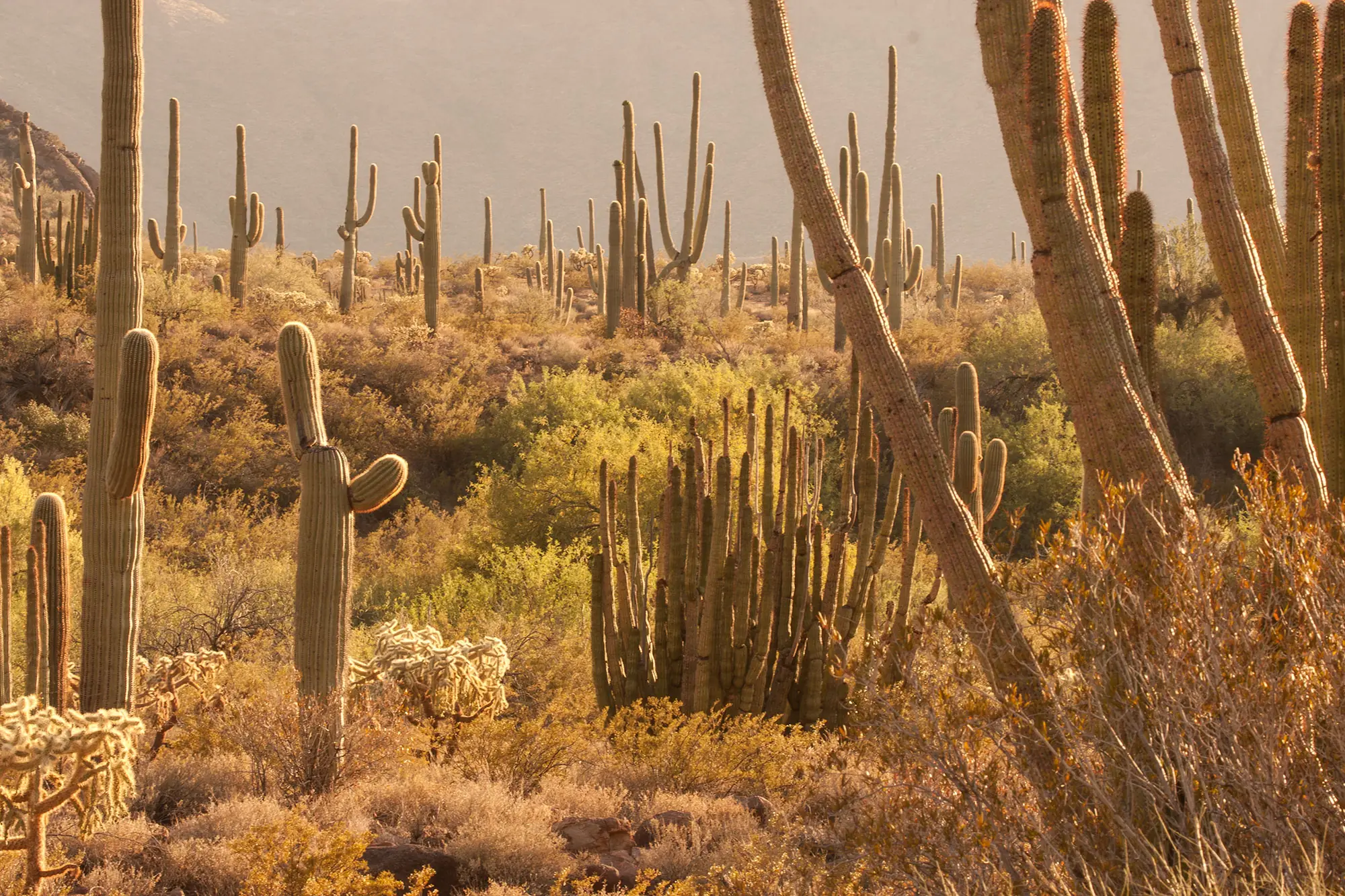 Sunset backlighting saguaros, organ pipe cactus and cholla across Alamo Canyon in Organ Pipe Cactus National Monument.