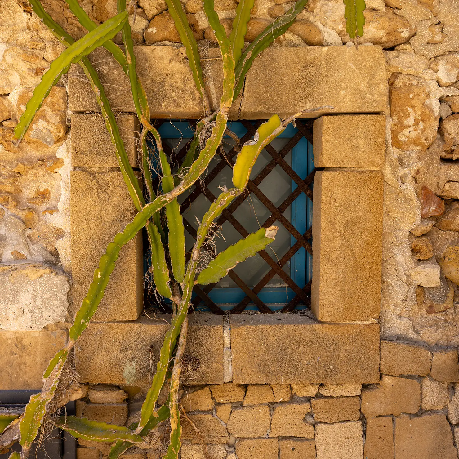 Climbing cactus across a latticed window with blue shutters in a honey-colored stone wall in Marzamemi, Sicily.