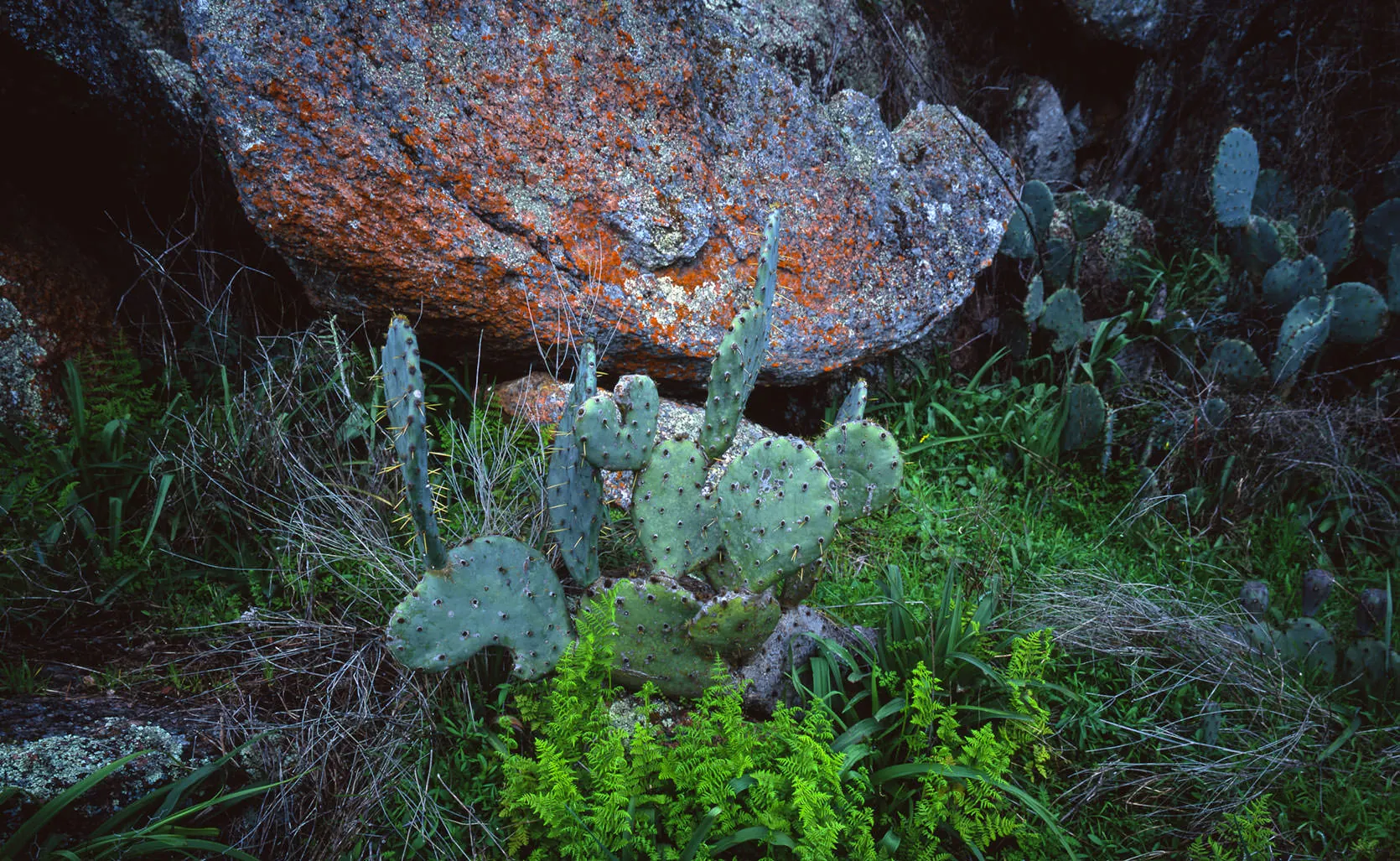 Prickly pear cactus and ferns beneath a lichen-covered pink granite boulder in the Enchanted Rock area of Texas Hill Country.
