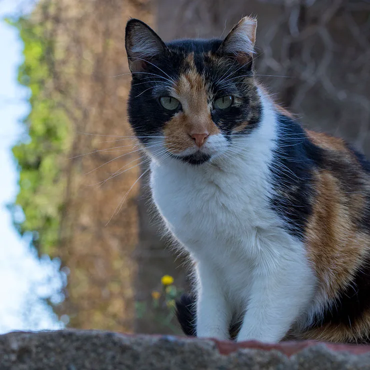 Alley cat resting in a narrow lane of Cadaques, a Catalan seaside town famous for caring for its stray cats.