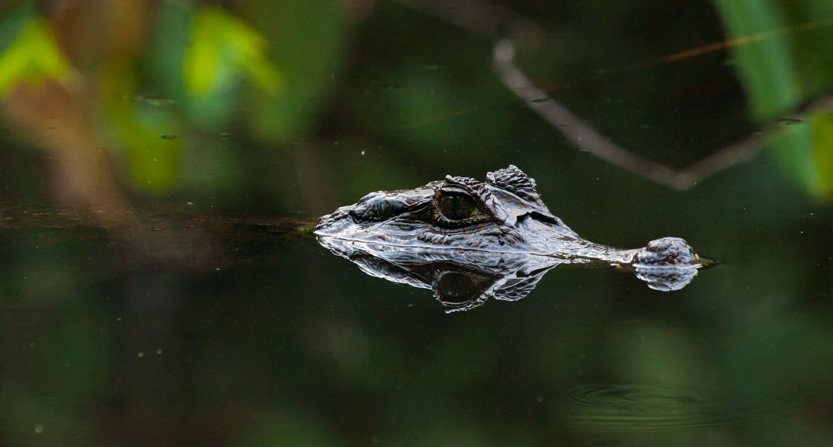 A spectacled caiman's head just breaking the surface of dark, still water, mirrored in the reflection