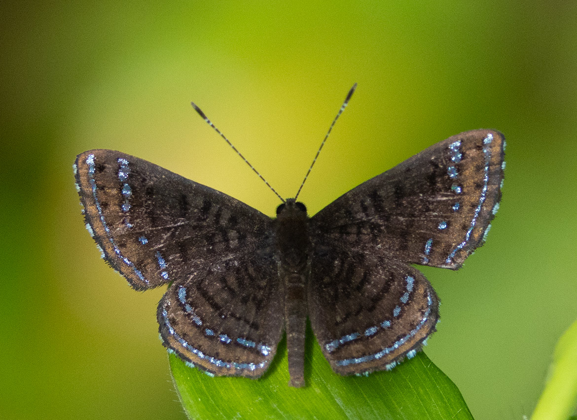Calephelis iris Metalmark Butterfly, (Calephelis iris), Cartago Province, Costa Rica