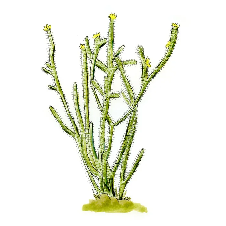 Watercolor illustration of a spindly California cholla cactus in yellow bloom