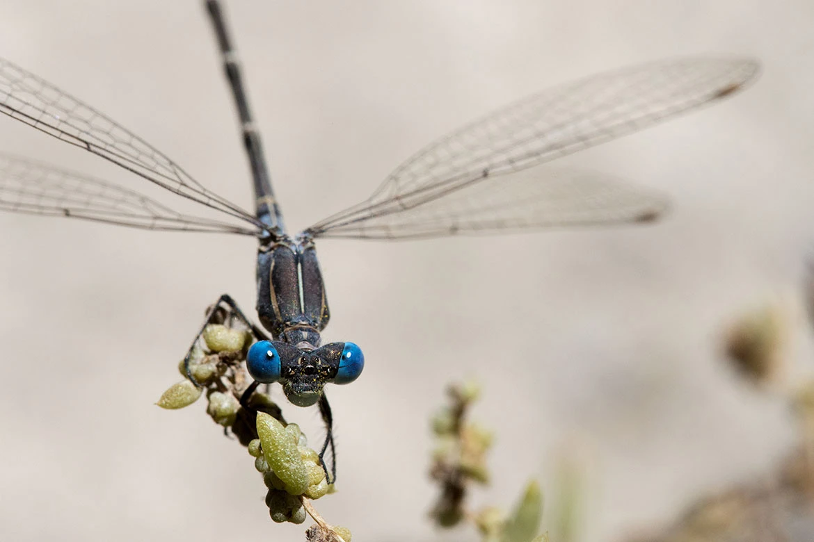 California Spreadwing (Archilestes californicus) at Tualatin NWR, Oregon—typical spreadwing posture with partly open wings