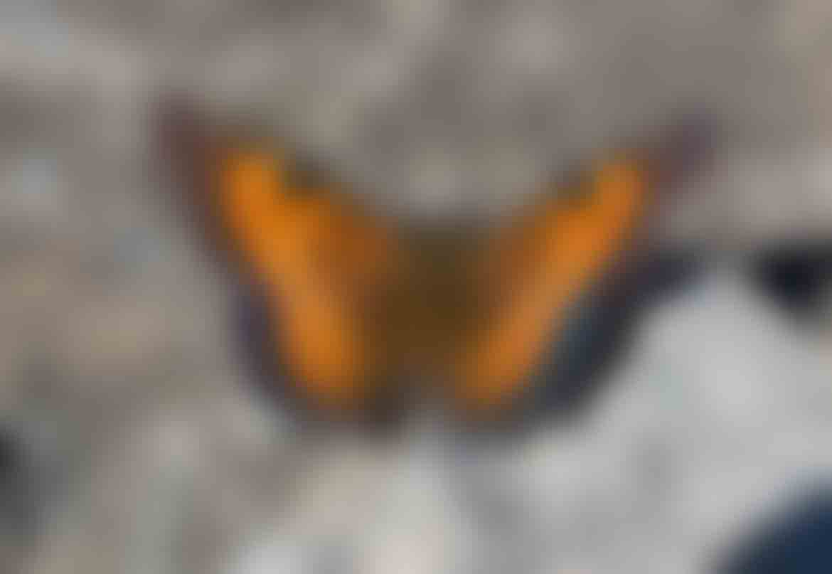 California Tortoiseshell Butterfly