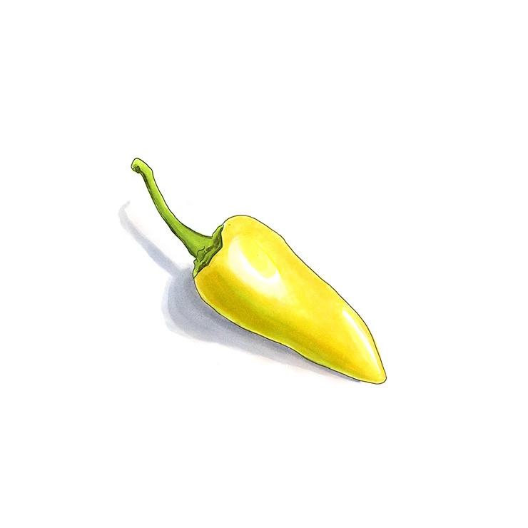 Caloro pepper illustrated in watercolor and ink on a white background