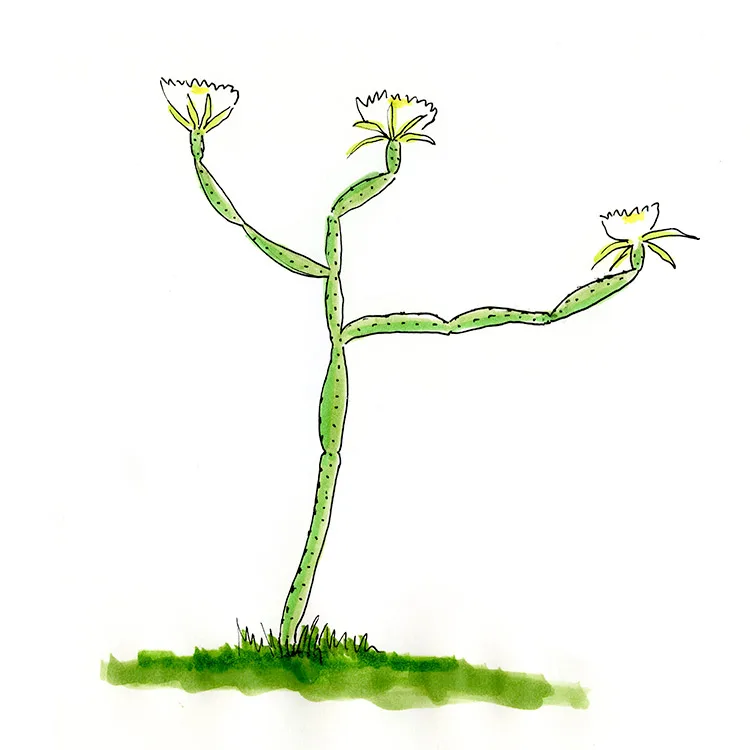 Watercolor illustration of a calyx flower (Hylocereus trigonus), a thin climbing stem with three white flowers at its ends.