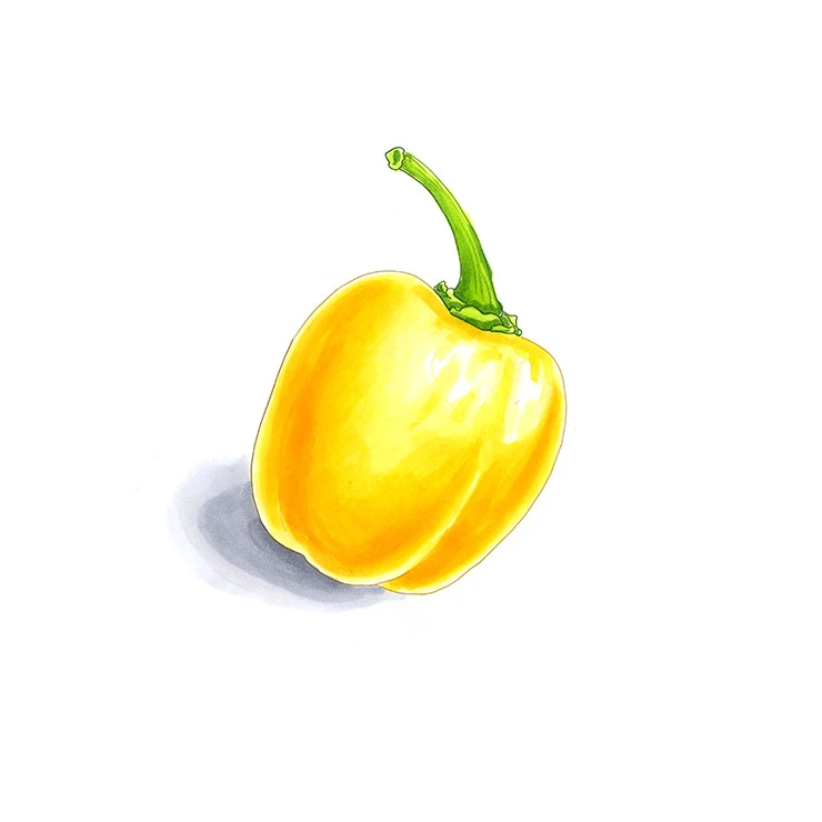 Canario pepper illustrated in watercolor and ink on a white background