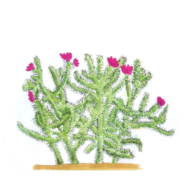 Watercolor illustration of a cane cholla (Cylindropuntia imbricata), a bushy cactus of jointed stems with magenta flowers.