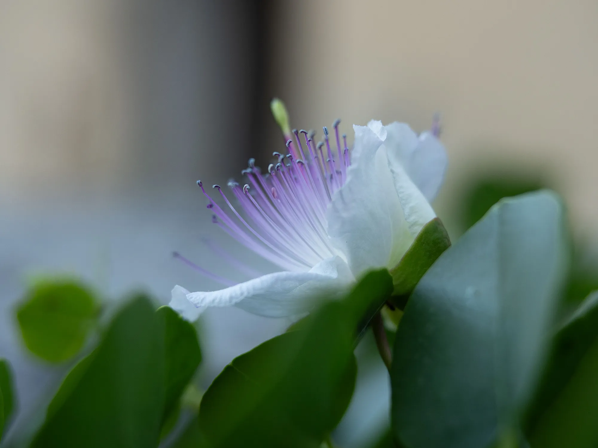 A caper flower in bloom, white petals and long violet stamens among green leaves.
