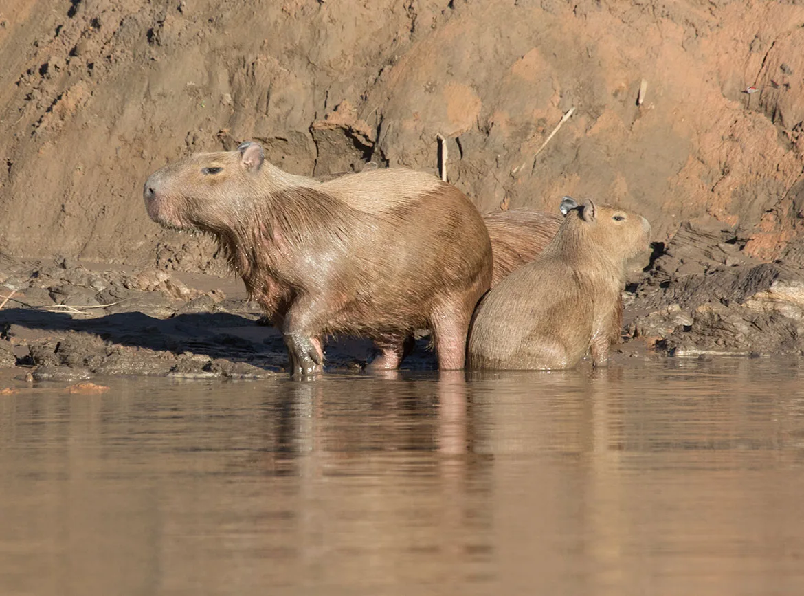 Two capybaras (Hydrochoerus hydrochaeris) standing in shallow water at the base of a muddy riverbank.