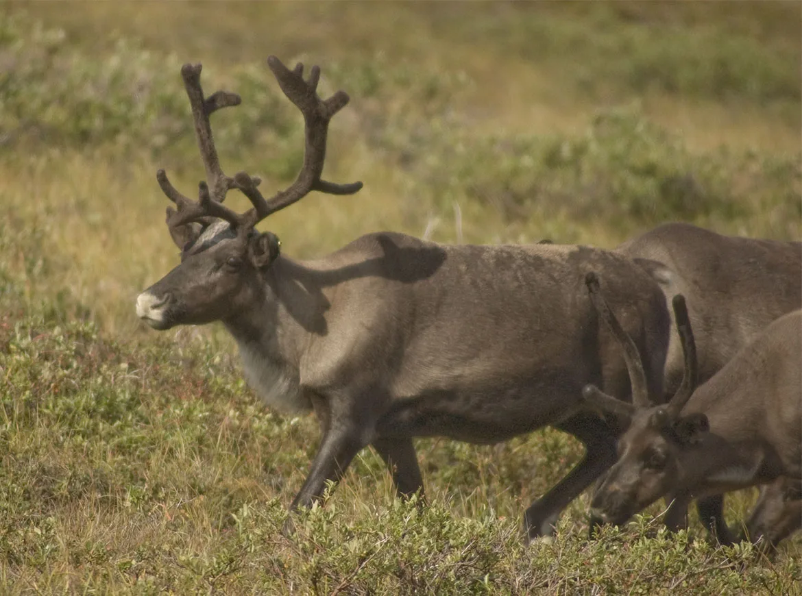 A caribou (Rangifer tarandus) bull with velvet antlers walking across the tundra near Nome, Alaska.