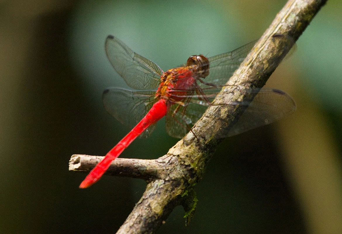 Carmine Skimmer (Orthemis discolor) in Panama's Soberanía—deep red Orthemis male on sunny perch