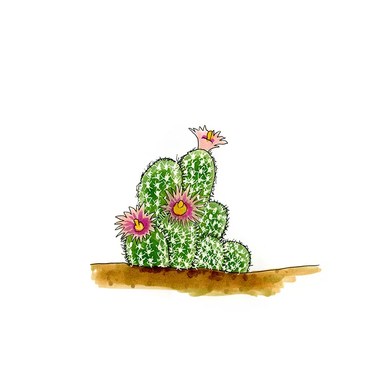 Watercolor illustration of a carpet foxtail cactus (Escobaria sneedii), a clump of small spiny stems with pink flowers.