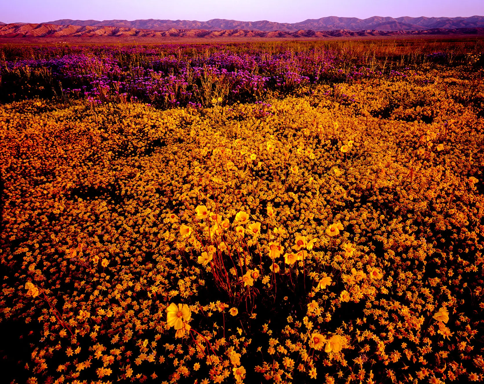 Fields of orange goldfields and purple phacelia blanketing the Carrizo Plain, California, during a spring superbloom.