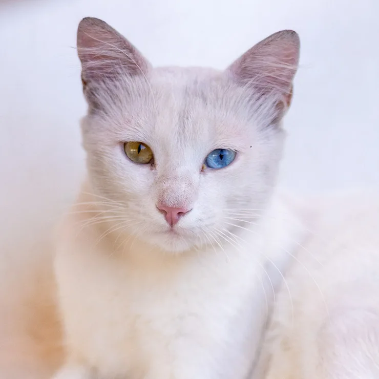 White bobtail cat from Carthage, Tunisia, with striking heterochromatic eyes—one blue and one amber—resting against a pale background.