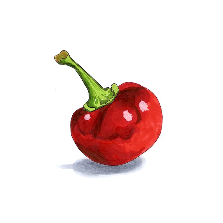 Cascabel pepper illustrated in watercolor and ink on a white background