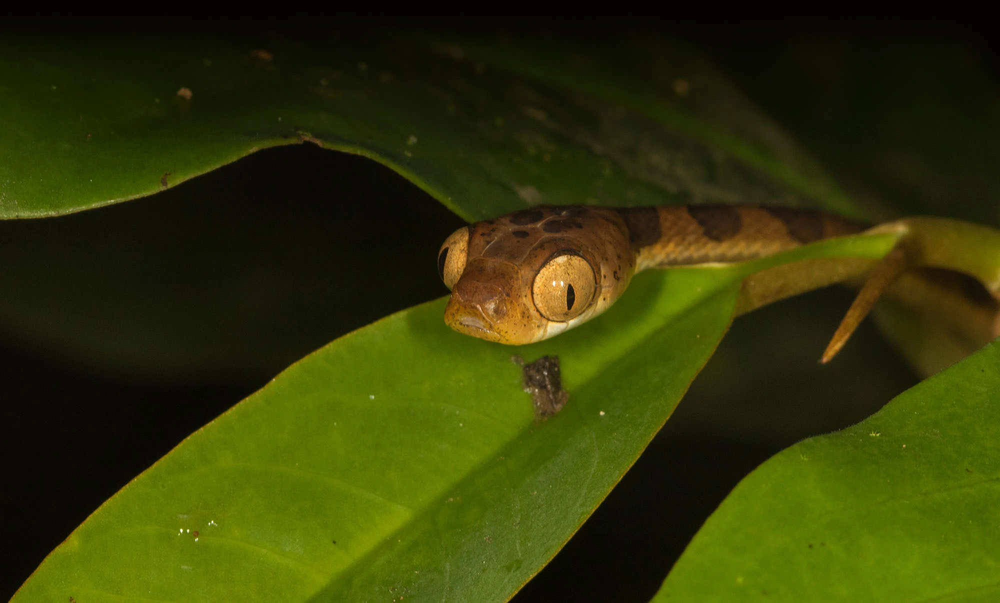 A juvenile cat-eyed snake (Leptodeira) resting on rainforest leaves at night, its large reflective eyes and banded body illuminated against the dark understory.