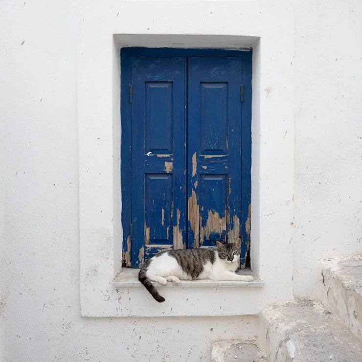 Stray cat perched in a windowsill in Lefkes, Paros, Greece, framed by the village's whitewashed walls and traditional blue-painted woodwork.