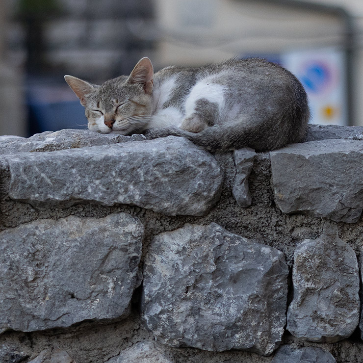 Young gray and white tabby cat sleeping curled on top of a rock wall in Cefalù, Sicily.