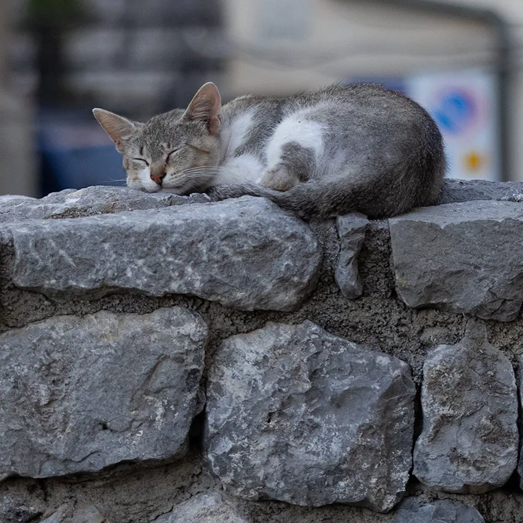 Young gray and white tabby cat sleeping curled on top of a rock wall in Cefalù, Sicily.