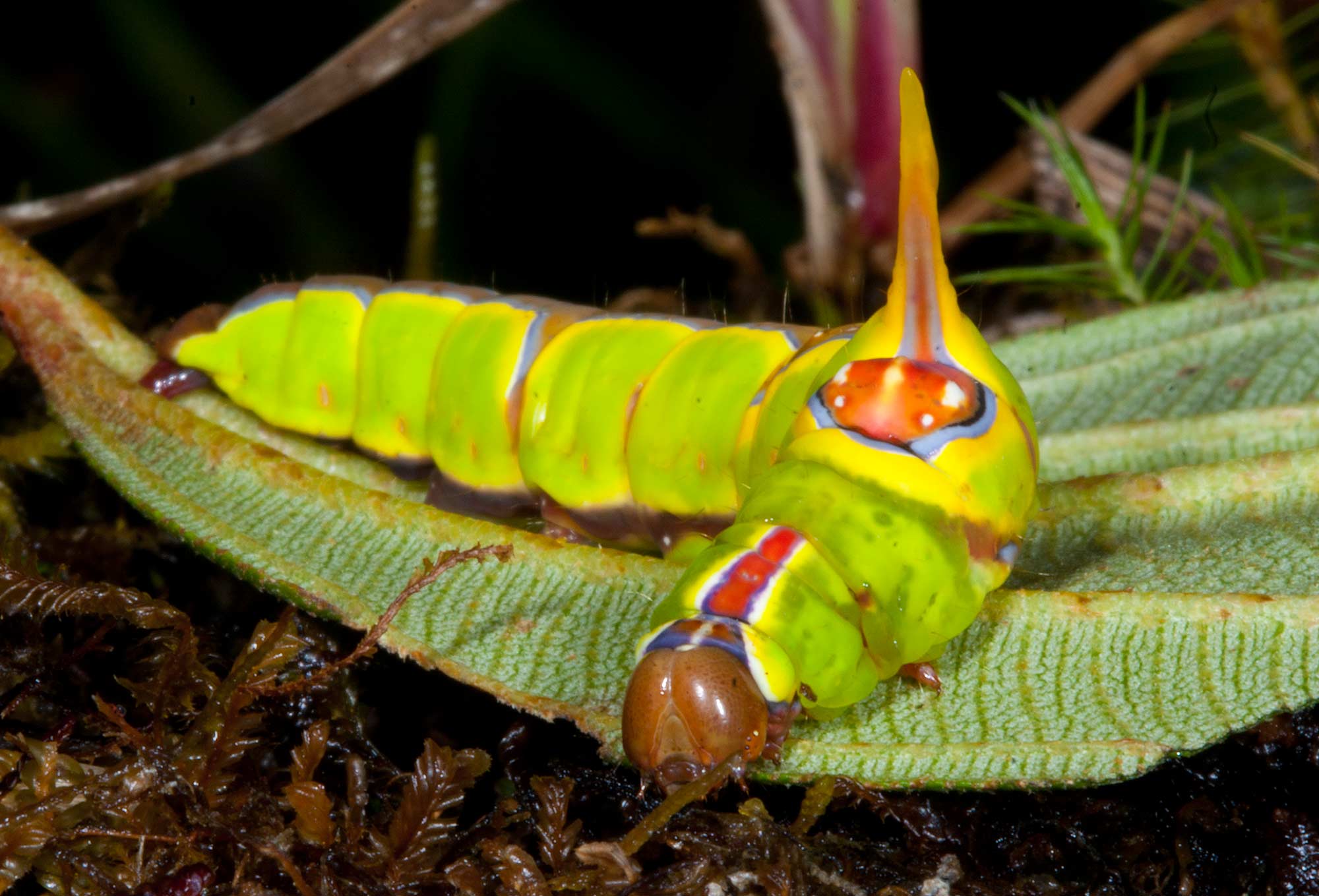 Rhuda Decepta Caterpillar, Ecuador