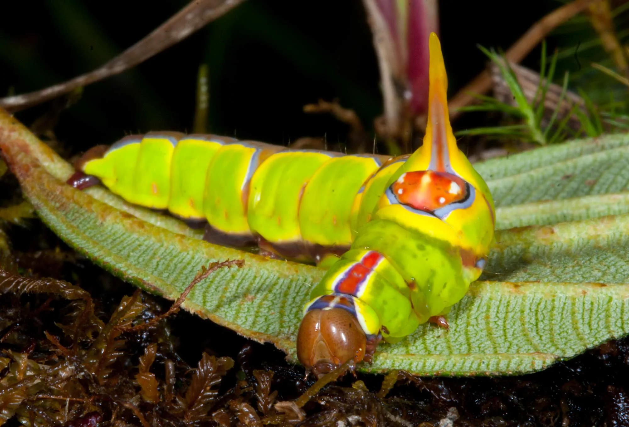 A lime-green Rhuda decepta moth caterpillar with a horned, eye-spotted head on a leaf in the Ecuadorian Andes.