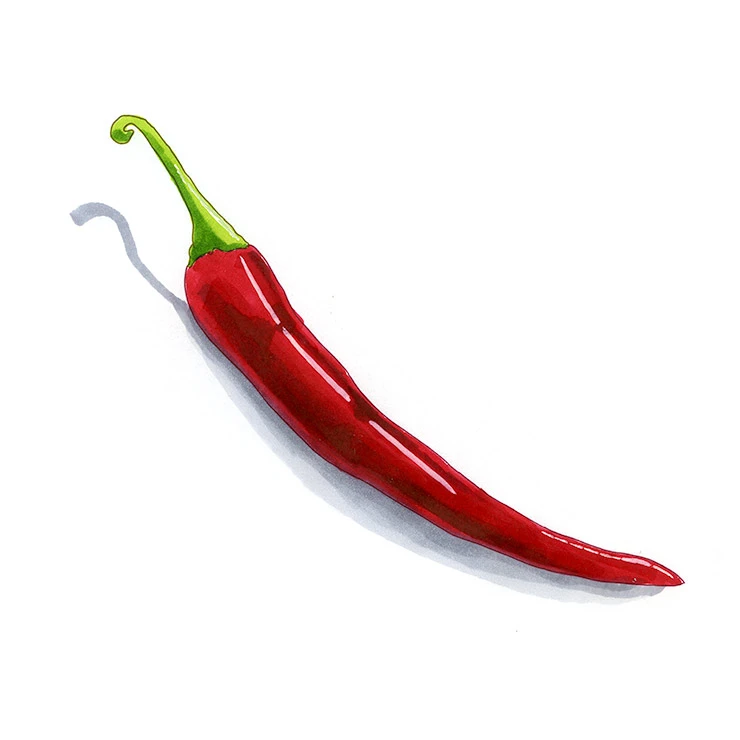 Cayenne pepper illustrated in watercolor and ink on a white background