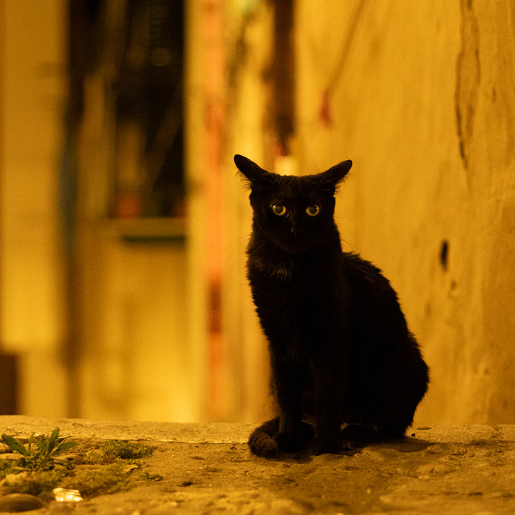 Black cat sitting on a stone ledge in a narrow alley of Cefalù, Sicily at night, lit amber by the streetlamps.