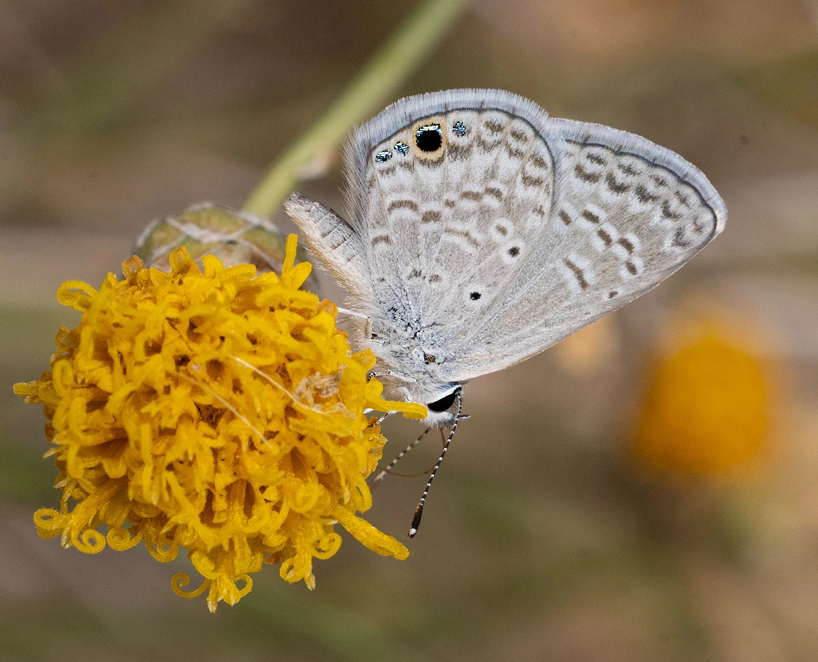Ceraunus Blue butterfly (Hemiargus ceraunus), Loreto, Baja California Sur, Mexico